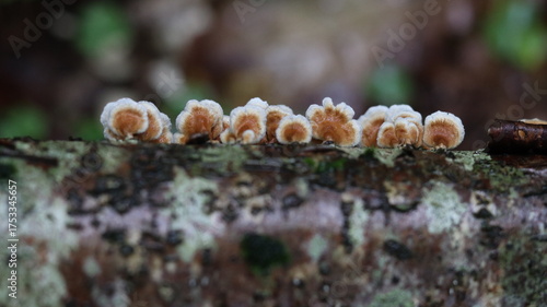 A group of small forest mushrooms - lichens