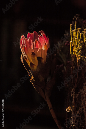 Close-up of a Pink Protea Flower Illuminated Against a Dark Background 16702