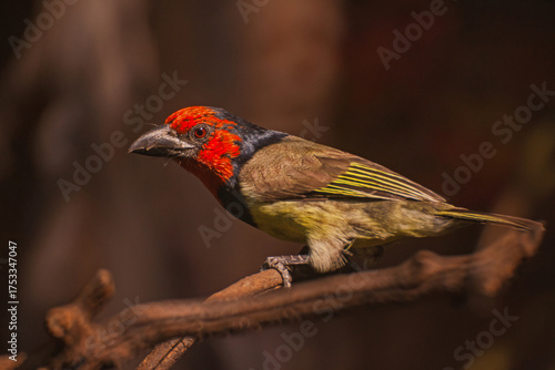 Black-collared Barbet, Lybius torquatus 16698