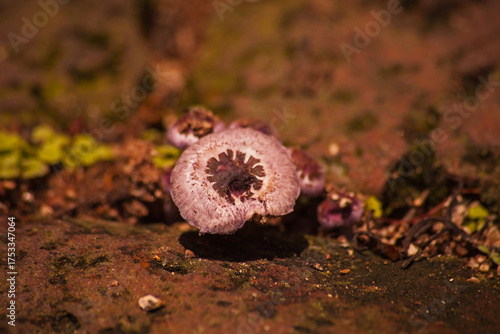 Diminutive agaricus (Agaricus diminutivus) 16606