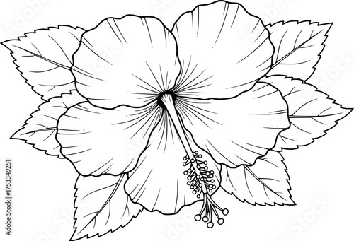 Hawaii flower drawing. It is a black and white outline image of a single hibiscus flower, its broad petals, prominent stamen, and a cluster of surrounding leaves. Vector sketch line art draw.