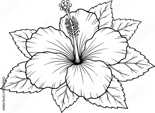 Hawaii flower drawing. It is a black and white outline image of a single hibiscus flower, its broad petals, prominent stamen, and a cluster of surrounding leaves. Vector sketch line art draw.