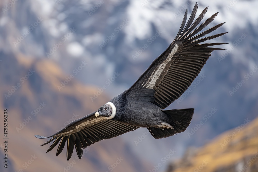 Obraz premium A giant, soaring bird with dark plumage and a white neck ruff against mountain backdrop