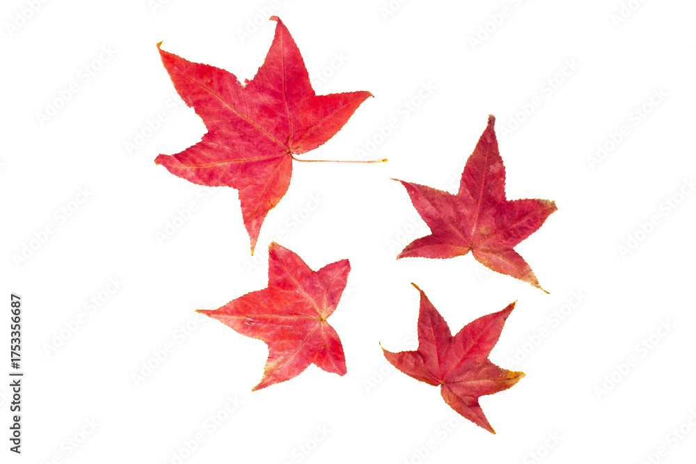 Fototapeta premium Pile of bright red autumn leaves, seasonal foliage, fall texture, natural elements, autumn colors, decoration, close-up, nature, craft, seasonal background, cozy concept.