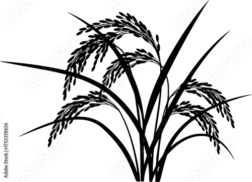 Rice silhouette. This image shows a black silhouette of a rice plant with stalks and leaves, symbolizing agriculture, food, and natural growth. Vector clipart black illustration design