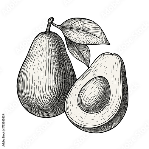 Whole and halved avocado fruit with seed and foliage in engraved botanical style
