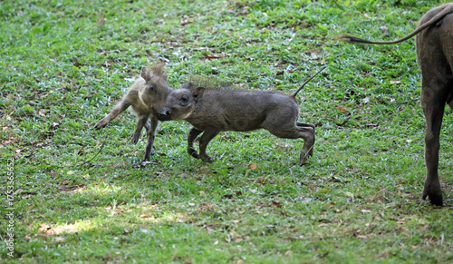 Photos Warthog piglets playing, Masai Mara Kenya Africa