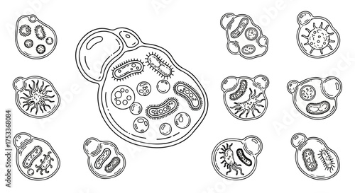 A black and white illustration of various cell structures with detailed organelles on a plain white background.