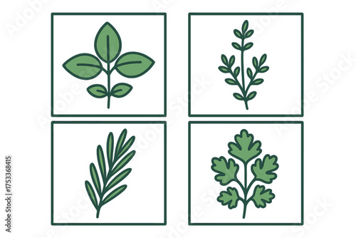 Collection of four popular culinary herbs: basil, thyme, rosemary, and parsley leaves