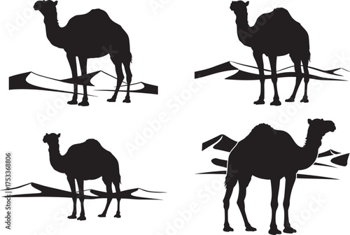 Four desert camels in silhouette standing on sand dunes silhouette