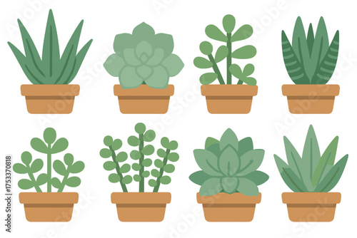 Set of eight different green succulent houseplants in terracotta pots on a white background