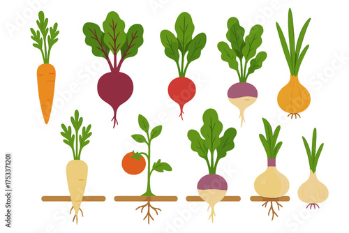 Fresh organic garden vegetables including carrots beets radishes turnips and onions set