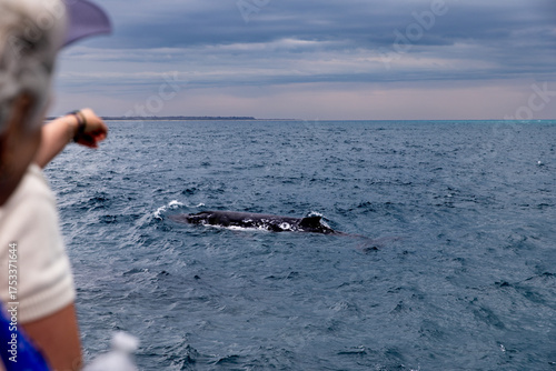 A whale surfacing near a whale watching tour boat