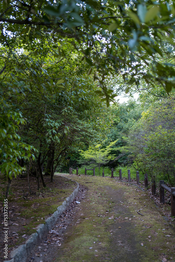 Fototapeta premium 秋の公園に続く苔むした小道1