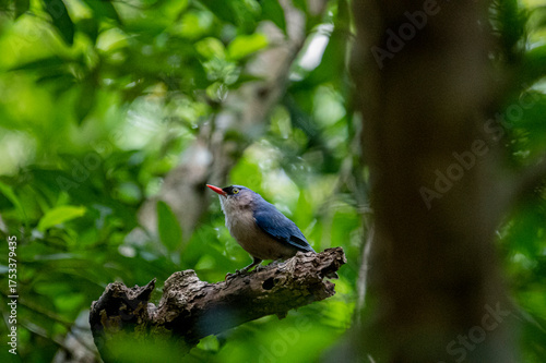 A small, vibrant blue bird with a red beak, identified as a Velvet-fronted Nuthatch, perches on a bare branch amidst lush green foliage in a forest.
