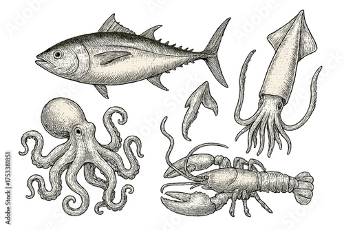 Vintage engraved seafood: tuna, octopus, squid, and lobster on white background