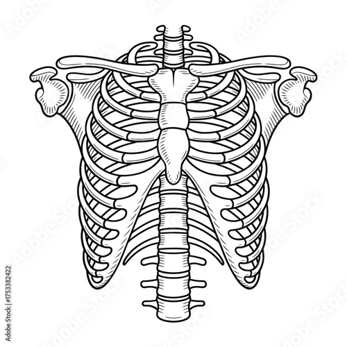 Anatomical illustration of the human rib cage and upper spine in black and white