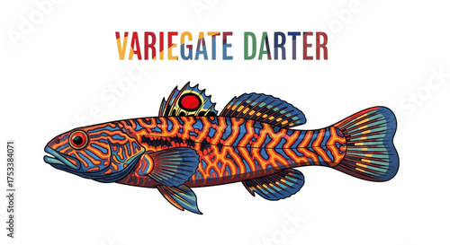 Colorful Variegate Darter Fish Illustration with Text