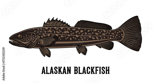 Alaskan Blackfish Illustration on White Background