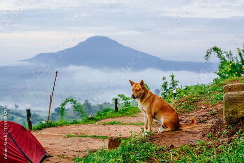 dog in the mountains