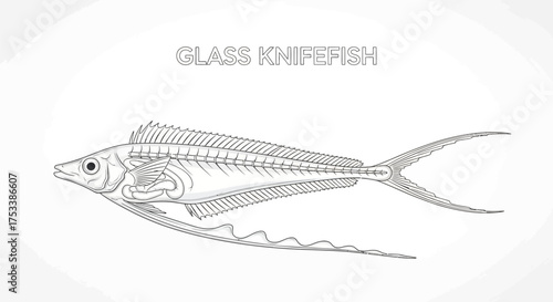 Glass Knifefish Anatomy Illustration