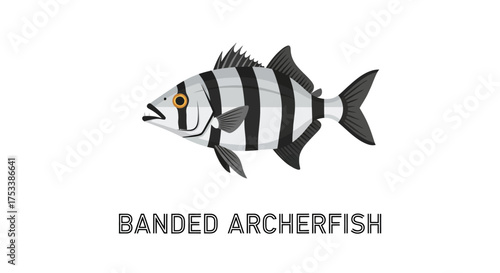 Vector Illustration of a Banded Archerfish on White Background