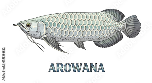 Silver Arowana Fish Illustration with Name