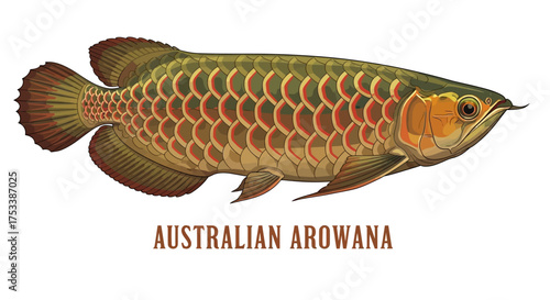 Australian Arowana Fish Illustration on White Background