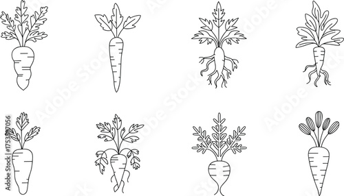 Black and white carrot line drawing set, minimalist vegetable illustration, organic root plant design, healthy food outline vector collection