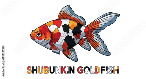 Shubunkin Goldfish Illustration Isolated on White Background