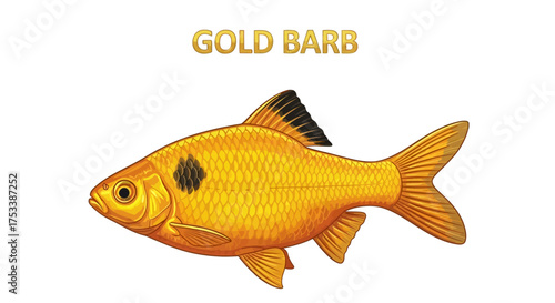 Golden Barb Fish Illustration with Black Spot