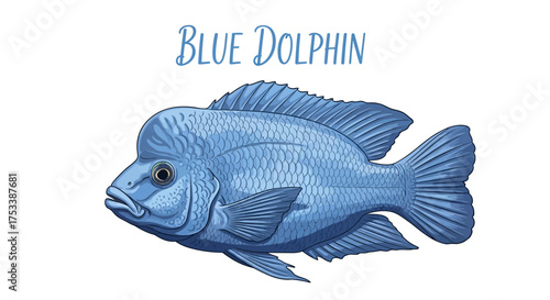 Blue Dolphin Cichlid Fish Illustration on White Background