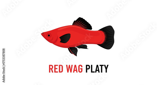 Red Wag Platy Fish Illustration on White Background