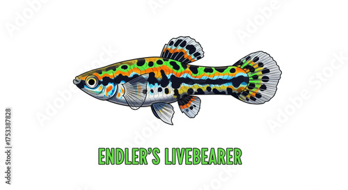 Colorful Endler's Livebearer Fish Illustration