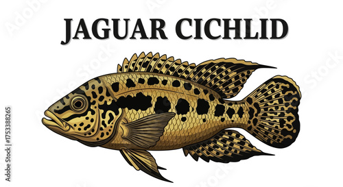 Jaguar Cichlid Fish Illustration