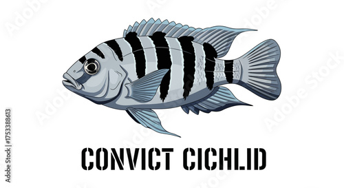 Convict Cichlid Fish Illustration Isolated on White Background