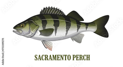 Sacramento Perch Fish Illustration Isolated on White