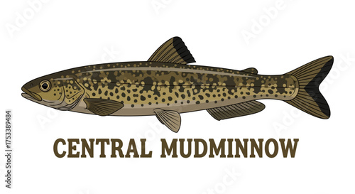 Central Mudminnow Fish Illustration