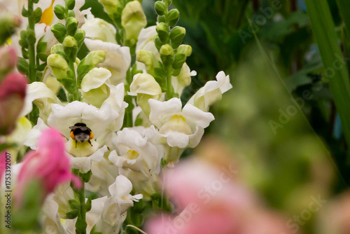 bee on a flower