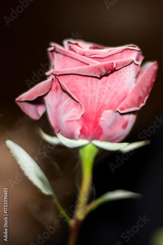 pink rose on black background