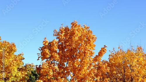 The vibrant and colorful autumn leaves are beautifully showcased against a clear blue sky