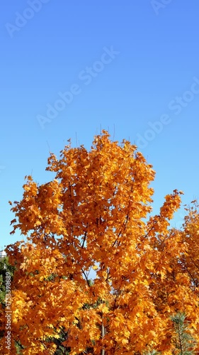 The Vibrant Autumn Foliage Stands Out Beautifully Against a Clear, Bright Blue Sky
