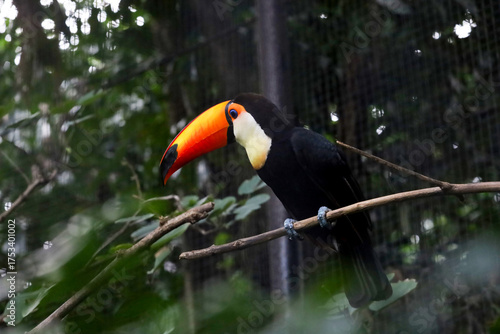 The toco toucan bird on the wood tree