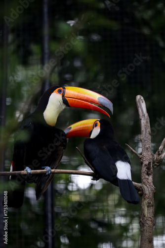 The toco toucan bird on the wood tree