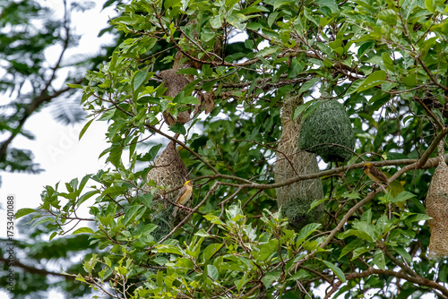 The small bird is build the nest bird on tree in nature at thailand
