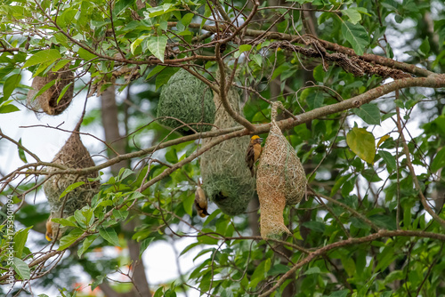 The small bird is build the nest bird on tree in nature at thailand