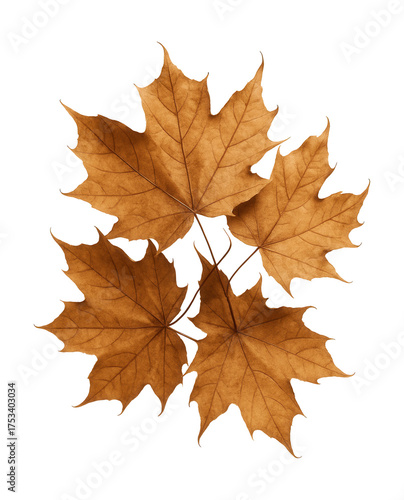 Wallpaper Mural Dried maple leaf cluster, fragile and brown. Torontodigital.ca