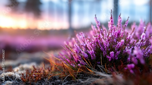 This enchanting scene captures vibrant wildflowers blooming among delicate pink heather, creating an exquisite landscape filled with color and natural beauty.
