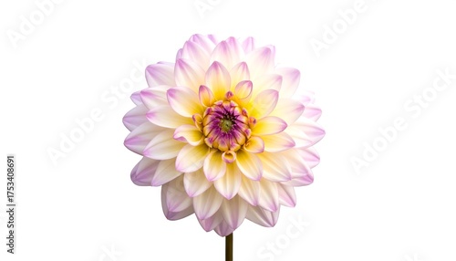 A single, vibrant, multi-petaled blossom, featuring a central, purple disc surrounded by layers of creamy white and pale purple petals