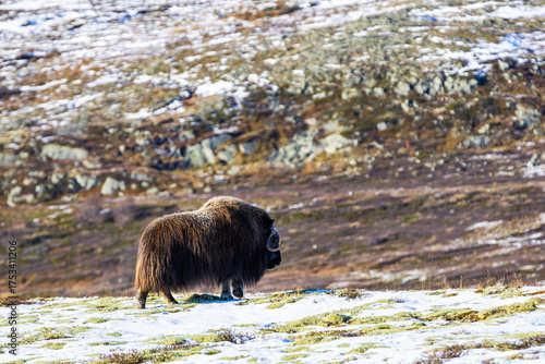 Wallpaper Mural A Musk Ox in Dovrefjell National Park, Norway, surrounded by snow and vegetation, with its impressive horns. Torontodigital.ca